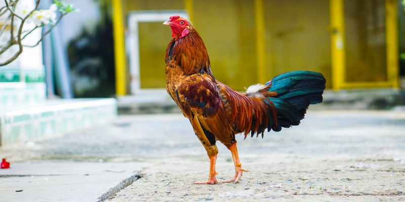 Tìm Hiểu Về Vảy Gà Chọi Thần Kê Và Ý Nghĩa Của Chúng 21 Cách chọn chiến lê chính xác khi chơi đá gà Thomo