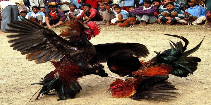 Tìm Hiểu Về Vảy Gà Chọi Thần Kê Và Ý Nghĩa Của Chúng 18 Đá gà Thomo được nhiều người tham gia vì tiện lợi
