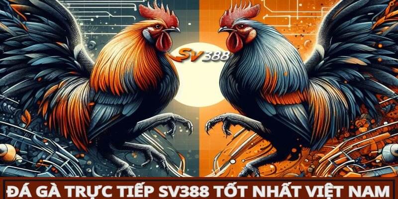 Tìm Hiểu Về Vảy Gà Chọi Thần Kê Và Ý Nghĩa Của Chúng 20 SV388 trực tiếp hàng trăm trận đấu mỗi ngày để phục vụ khách hàng