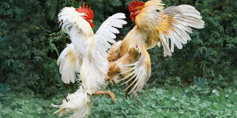 Tìm Hiểu Về Vảy Gà Chọi Thần Kê Và Ý Nghĩa Của Chúng 21 Kèo ăn 1 thường là hình thức hiếm gặp do sự chênh lệch lớn