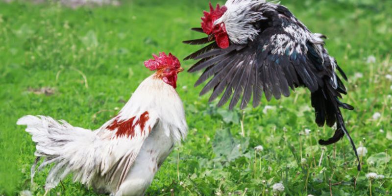 Tìm Hiểu Về Vảy Gà Chọi Thần Kê Và Ý Nghĩa Của Chúng 20 Xổ gà là bước cuối cùng trước khi chiến kê lên sàn giao tranh
