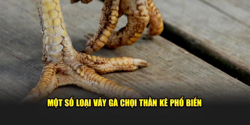 Từ Điển Thuật Ngữ Đá Gà Đầy Đủ Nhất 2024 Cùng OK9 19 Các loại vảy gà chọi thần kê phổ biến