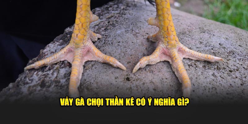 Từ Điển Thuật Ngữ Đá Gà Đầy Đủ Nhất 2024 Cùng OK9 20 Vảy gà chọi thần kê có ý nghĩa gì?